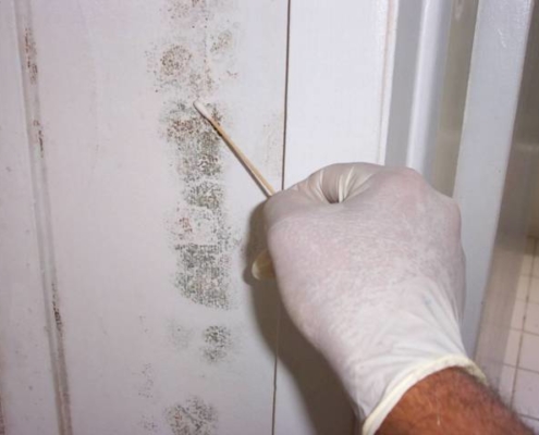 Mold Inspection in Charlotte, NC